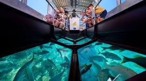 Glass-Bottom Boat Rides